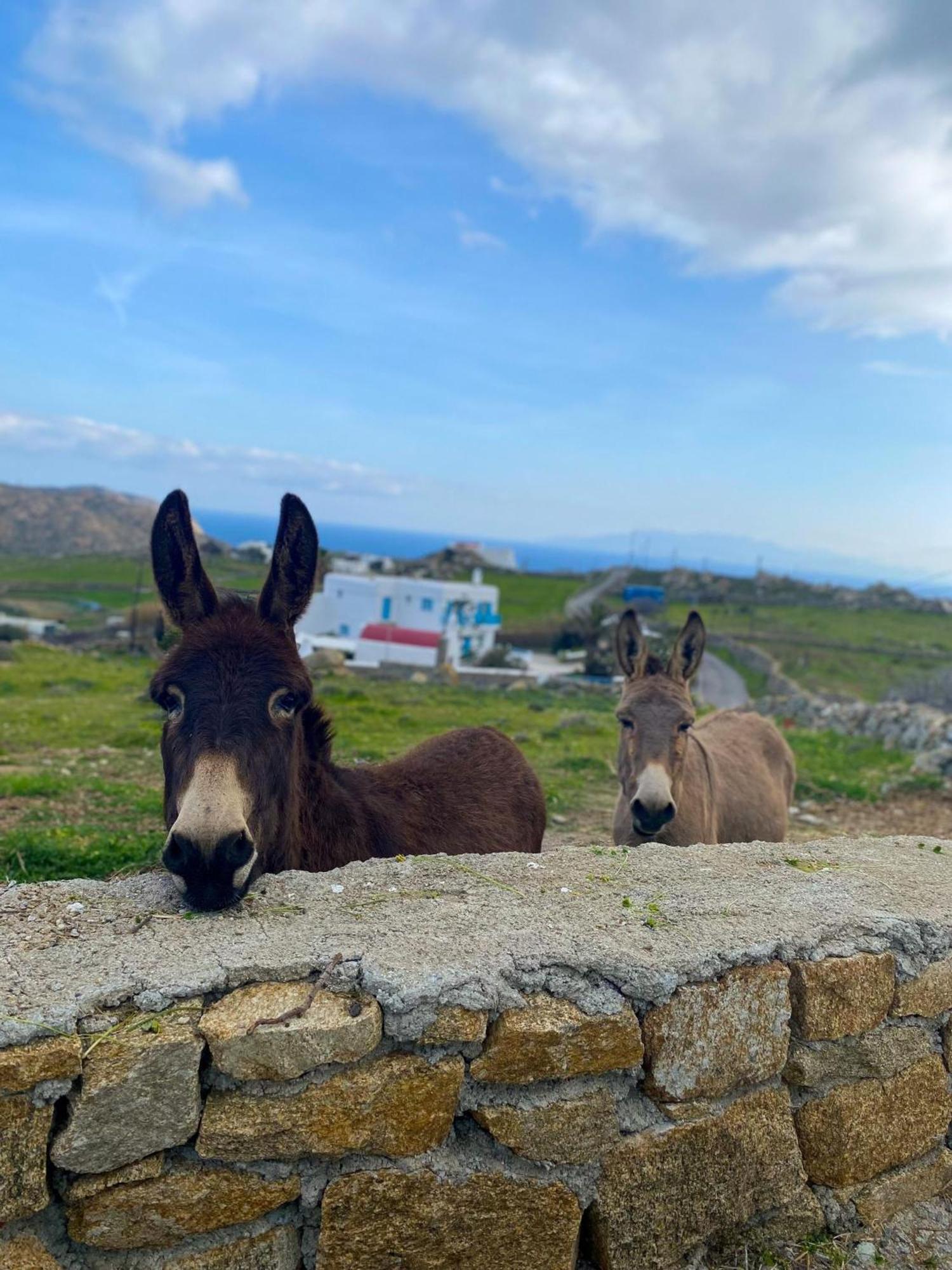 Naira Family Suites Mykonos Mykonos Town 外观 照片