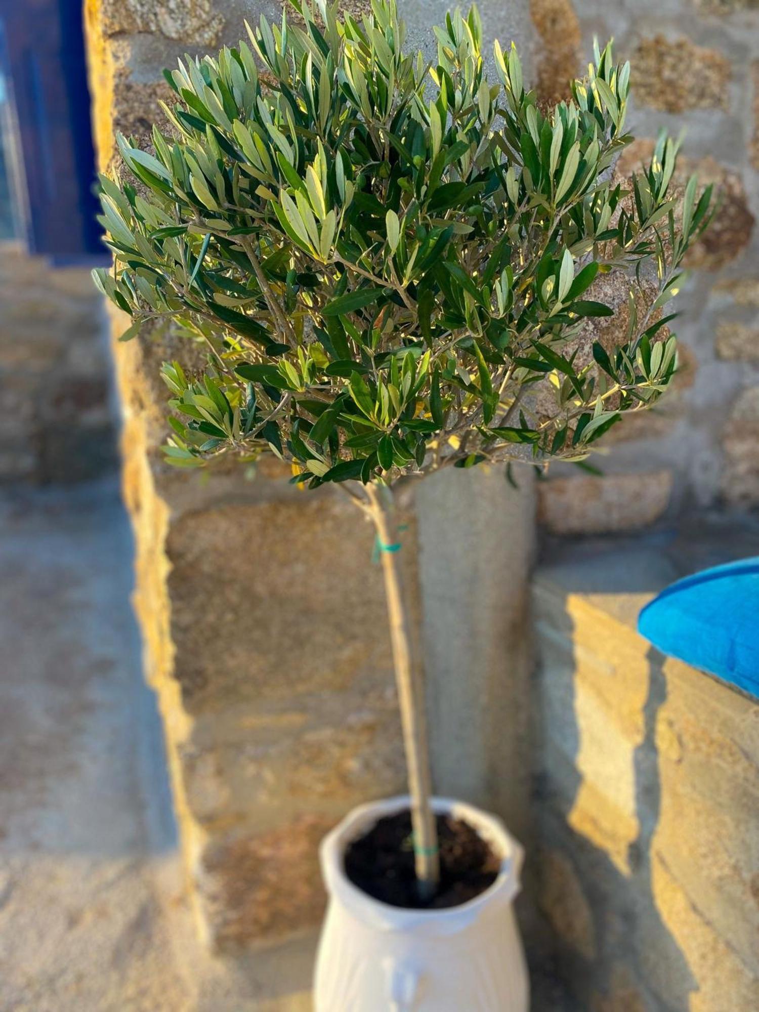 Naira Family Suites Mykonos Mykonos Town 外观 照片